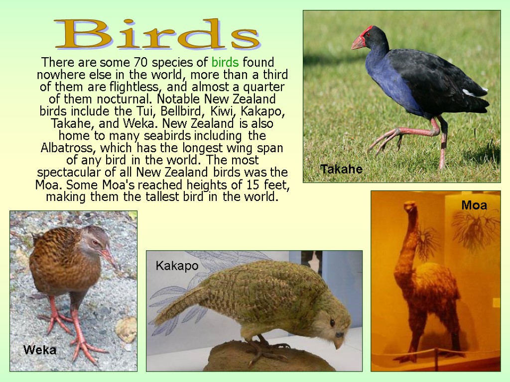 There are some 70 species of birds found nowhere else in the world, more